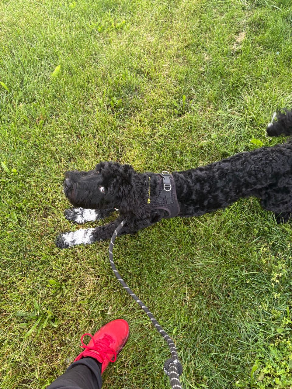 Pet travel photo 2