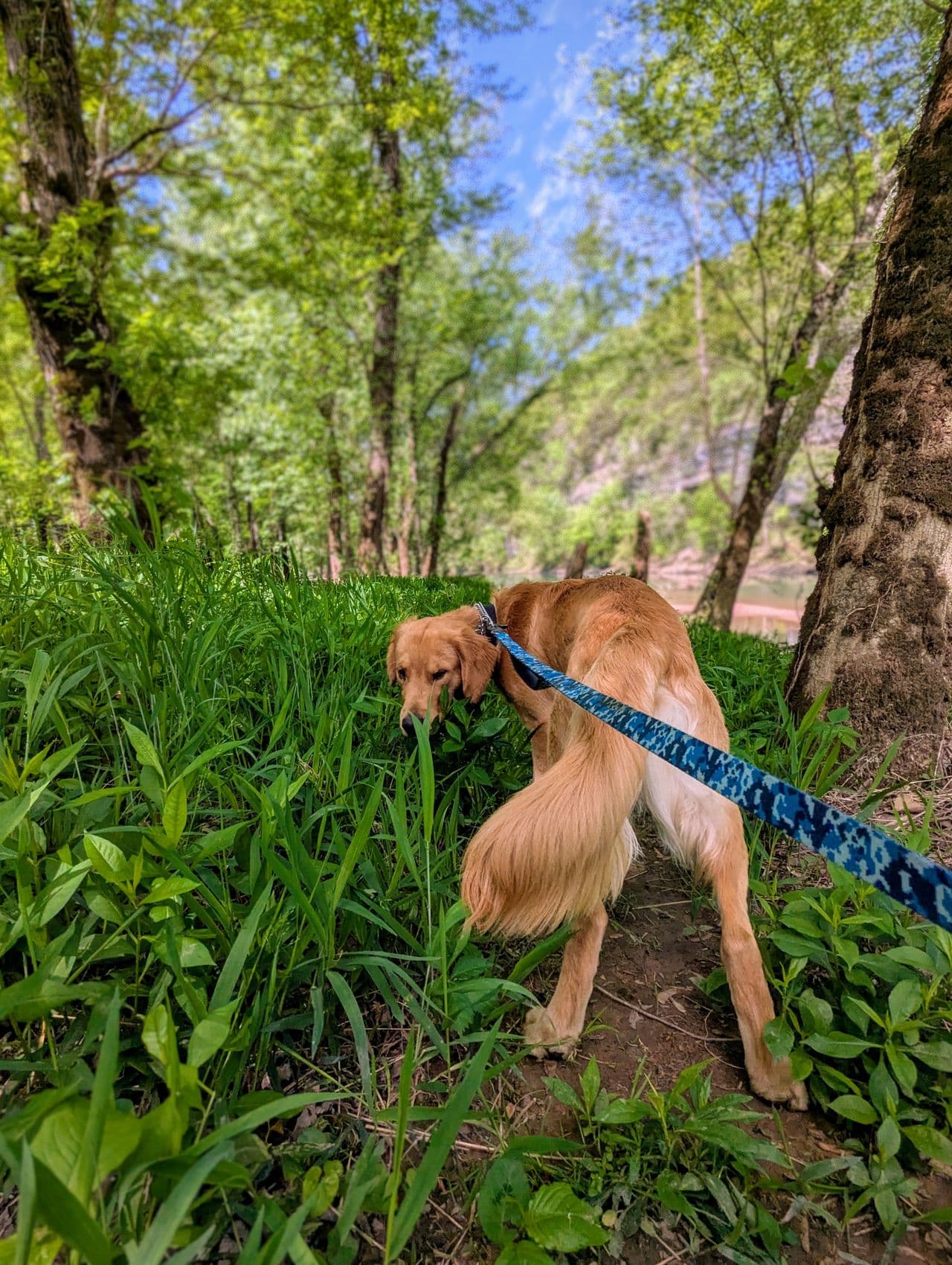 Pet travel photo 2