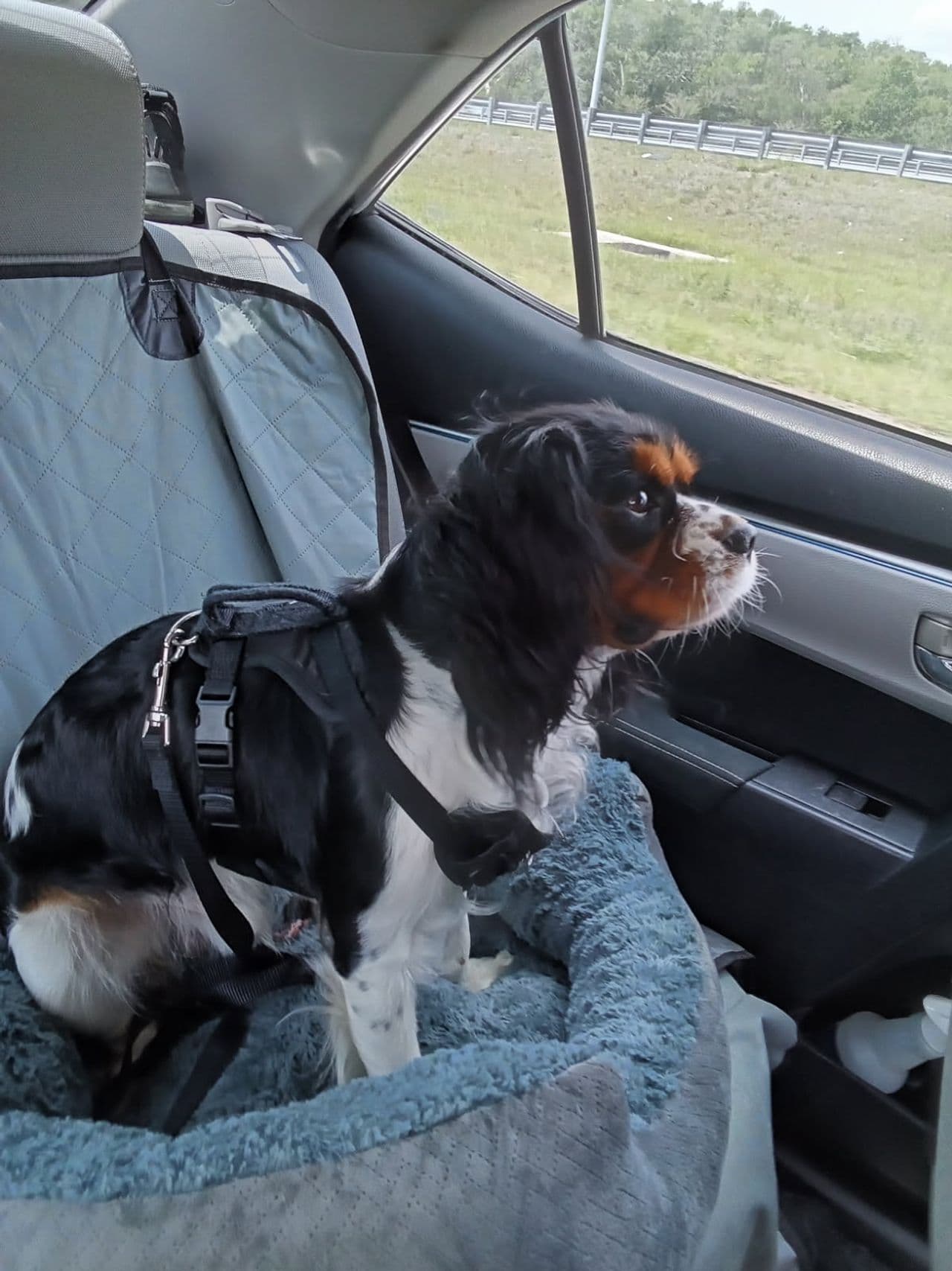Pet travel photo 5