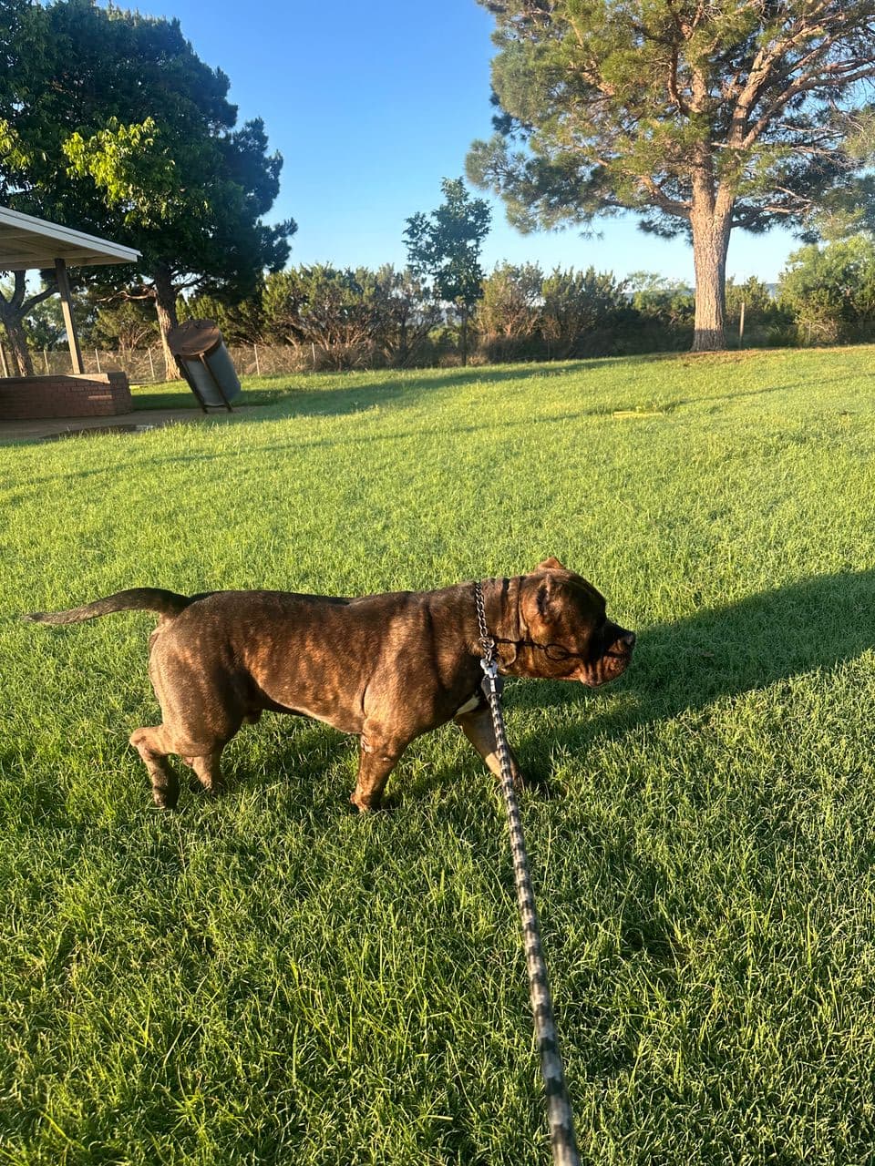Pet travel photo 5