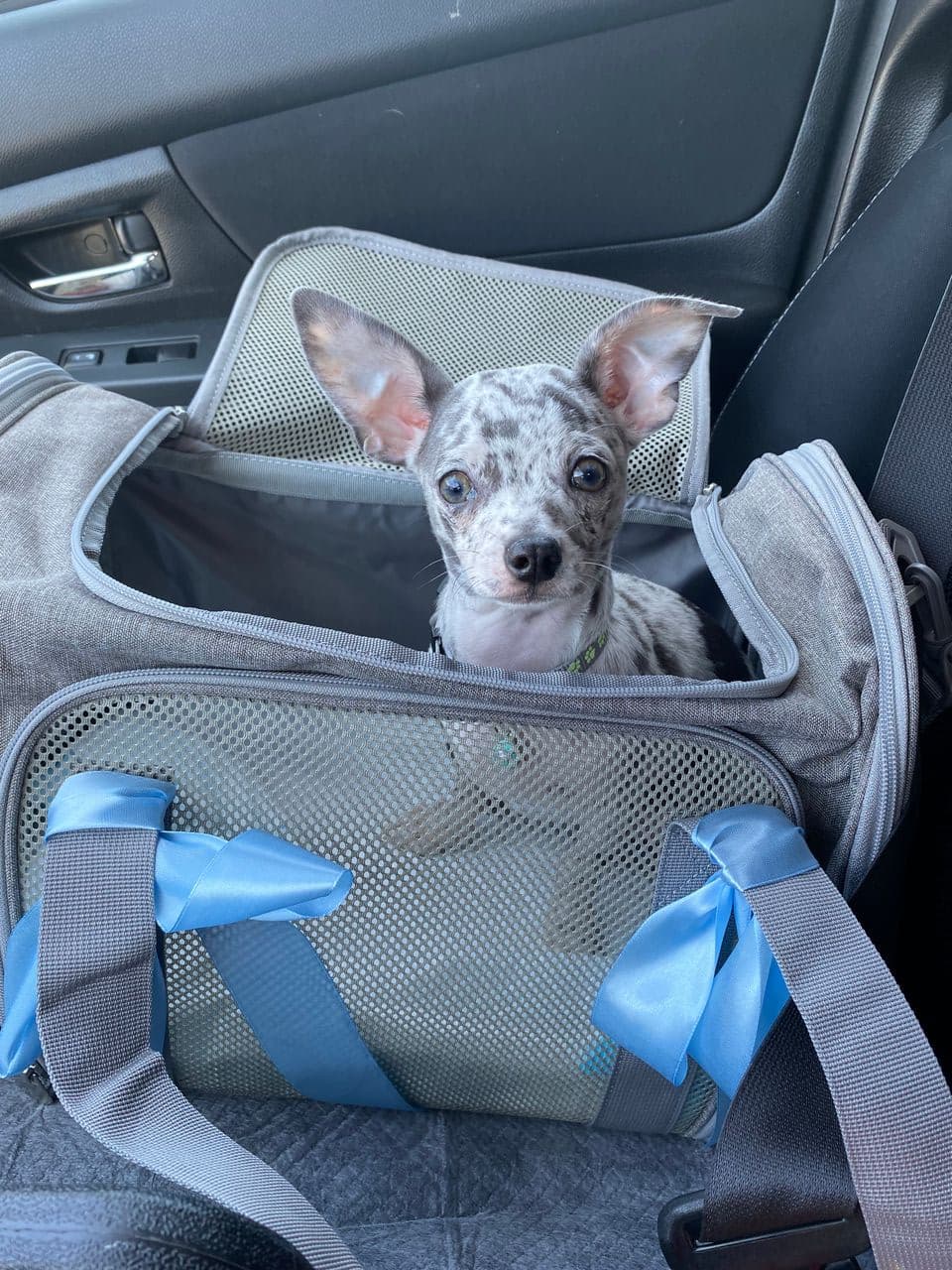 Pet travel photo 6