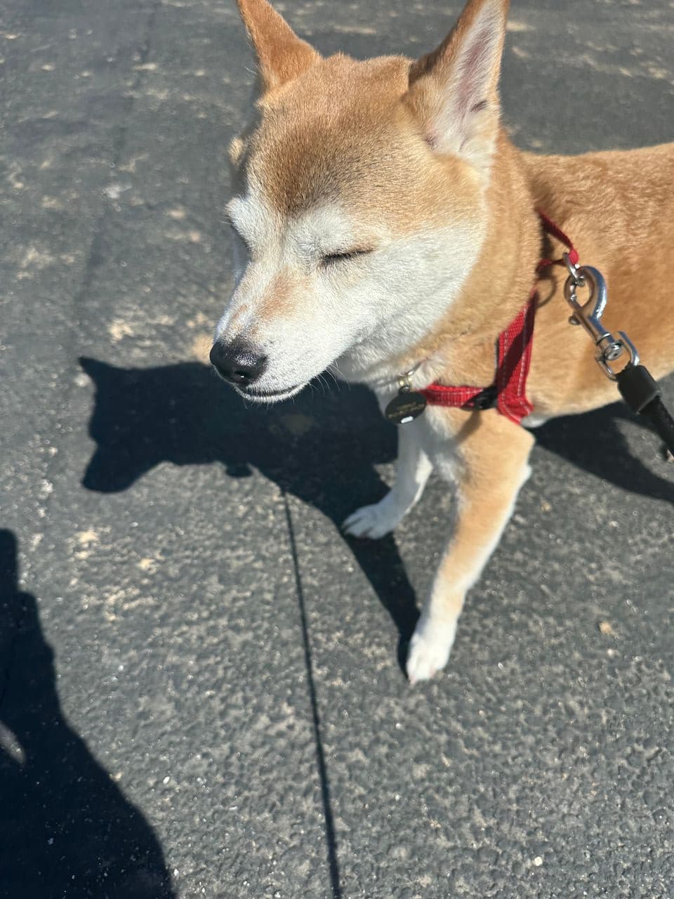 Pet travel photo 3