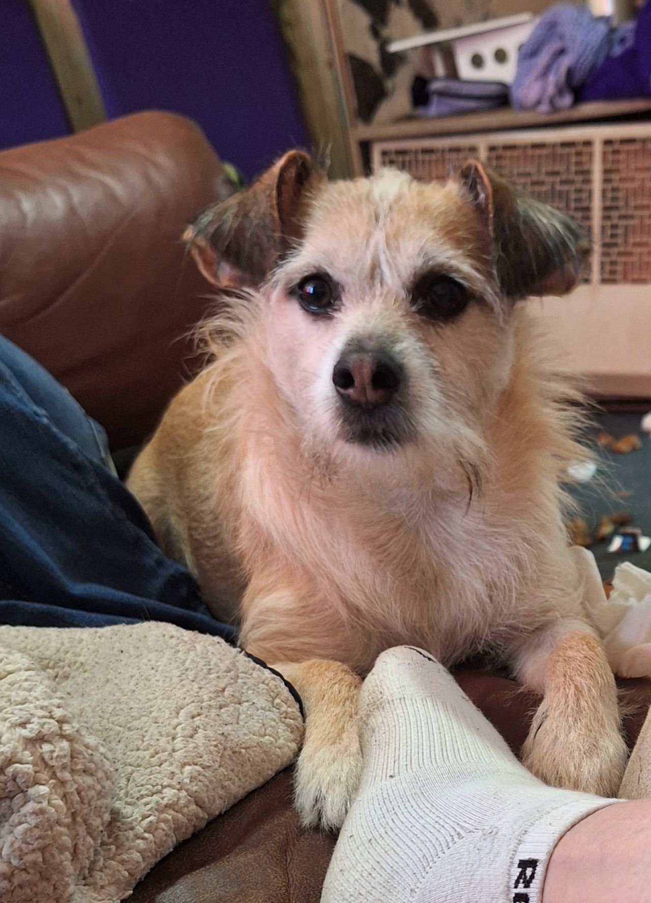 Pet travel photo 2