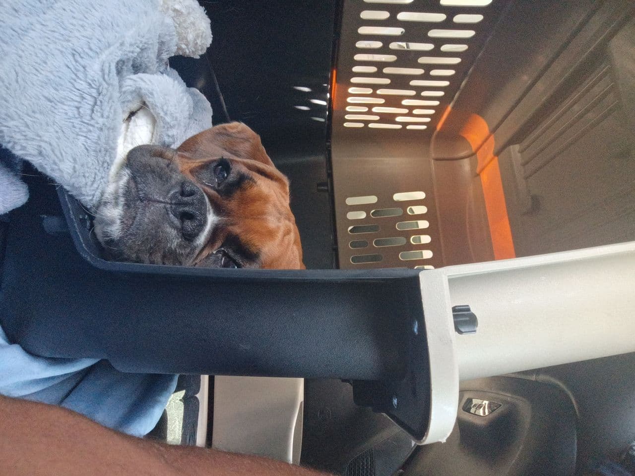 Pet travel photo 4