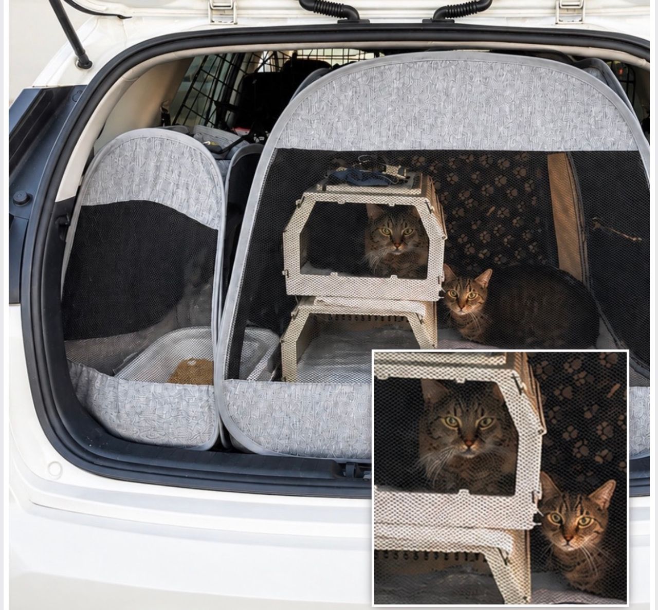Pet travel photo 5