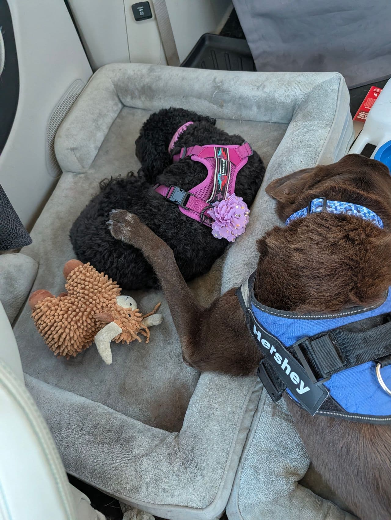 Pet travel photo 1