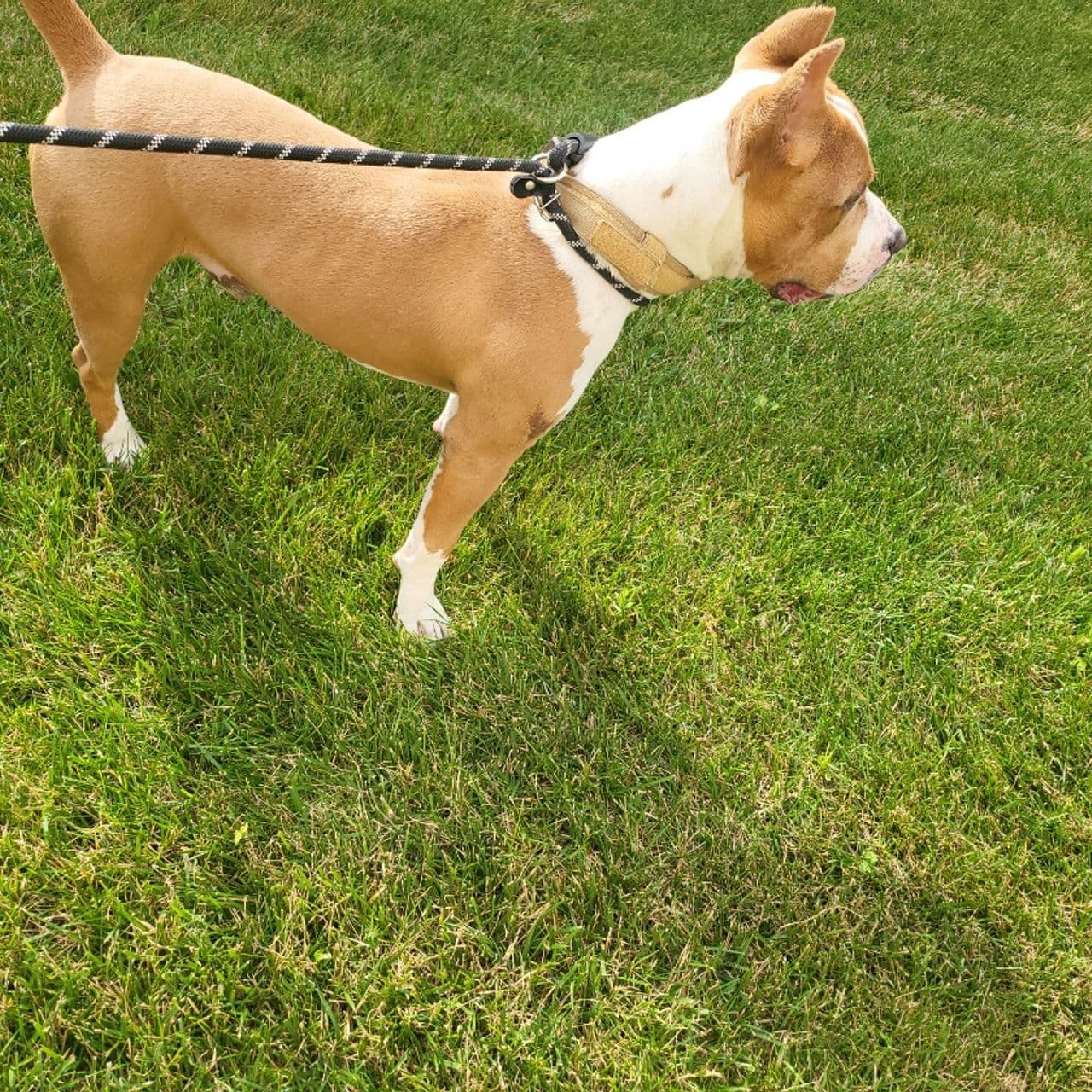 Pet travel photo 6