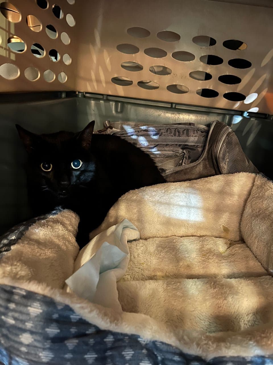 Pet travel photo 6