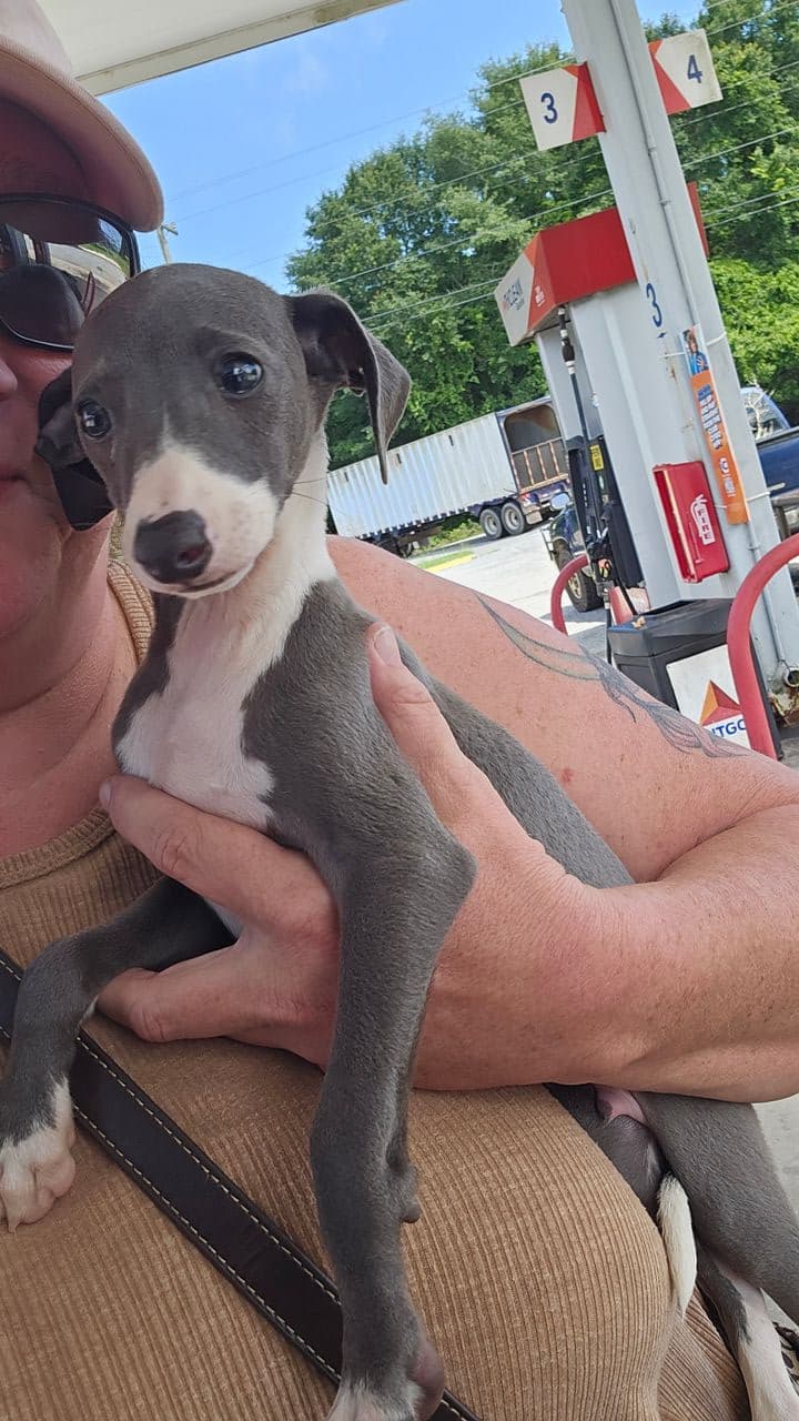 Pet travel photo 2