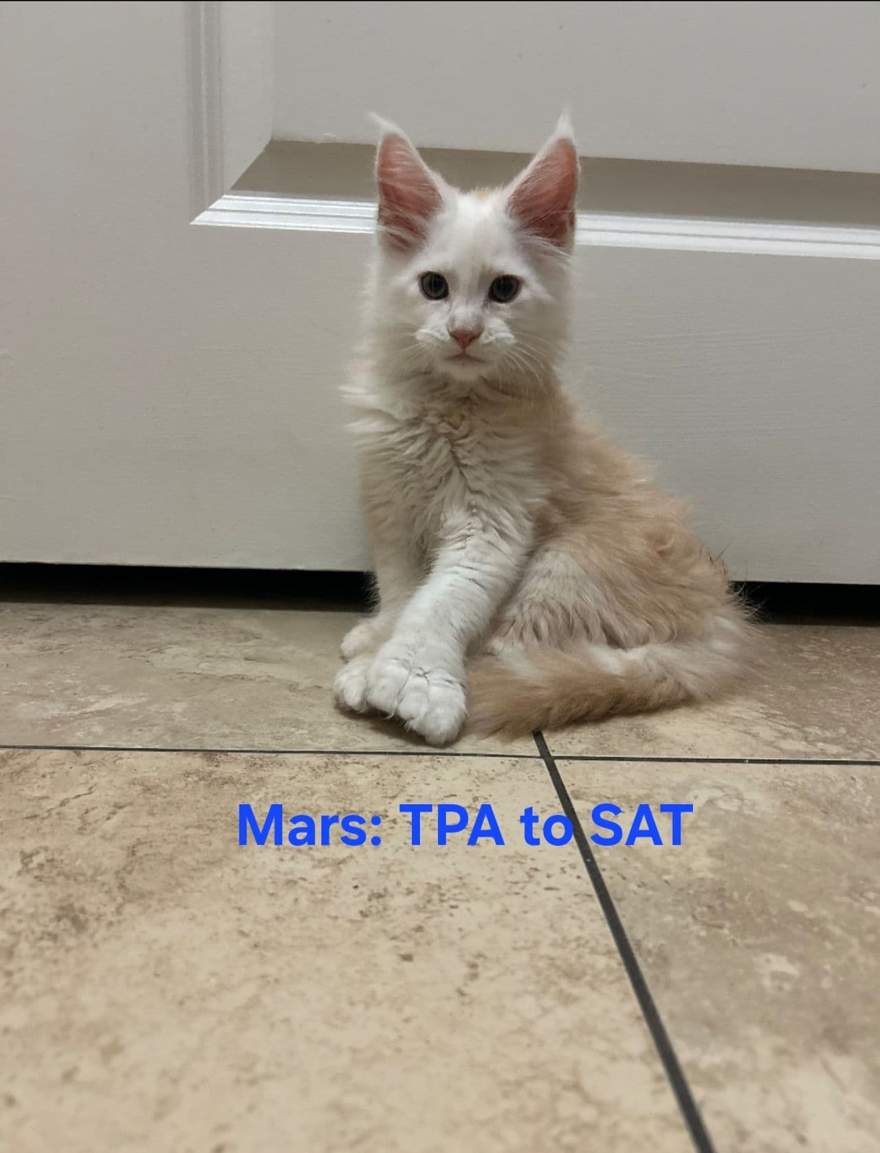 Pet travel photo 2