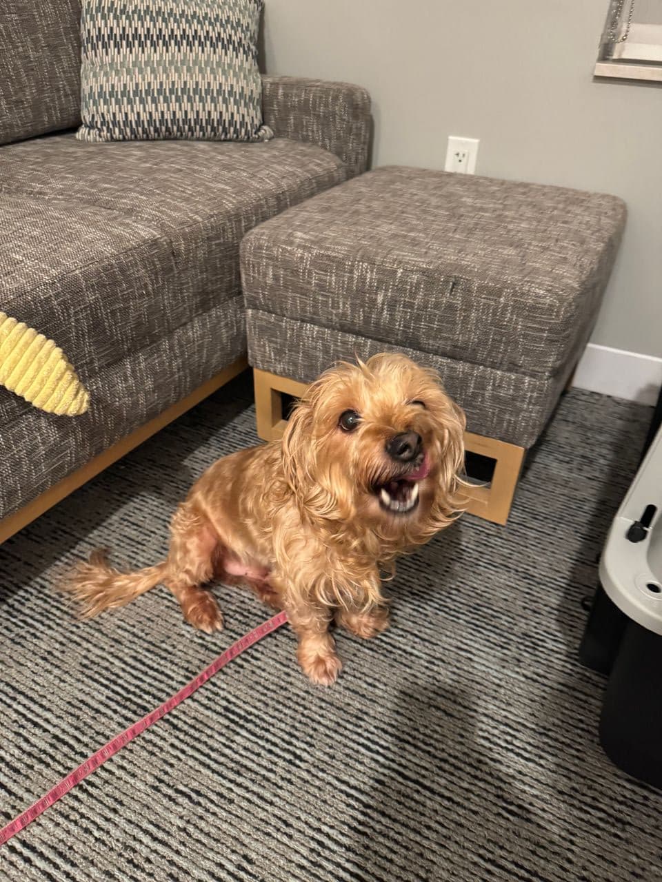 Pet travel photo 5
