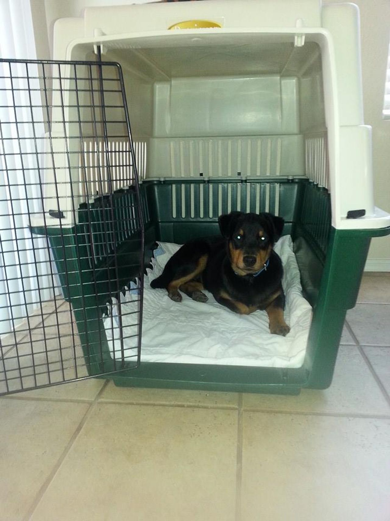 Pet travel photo 2