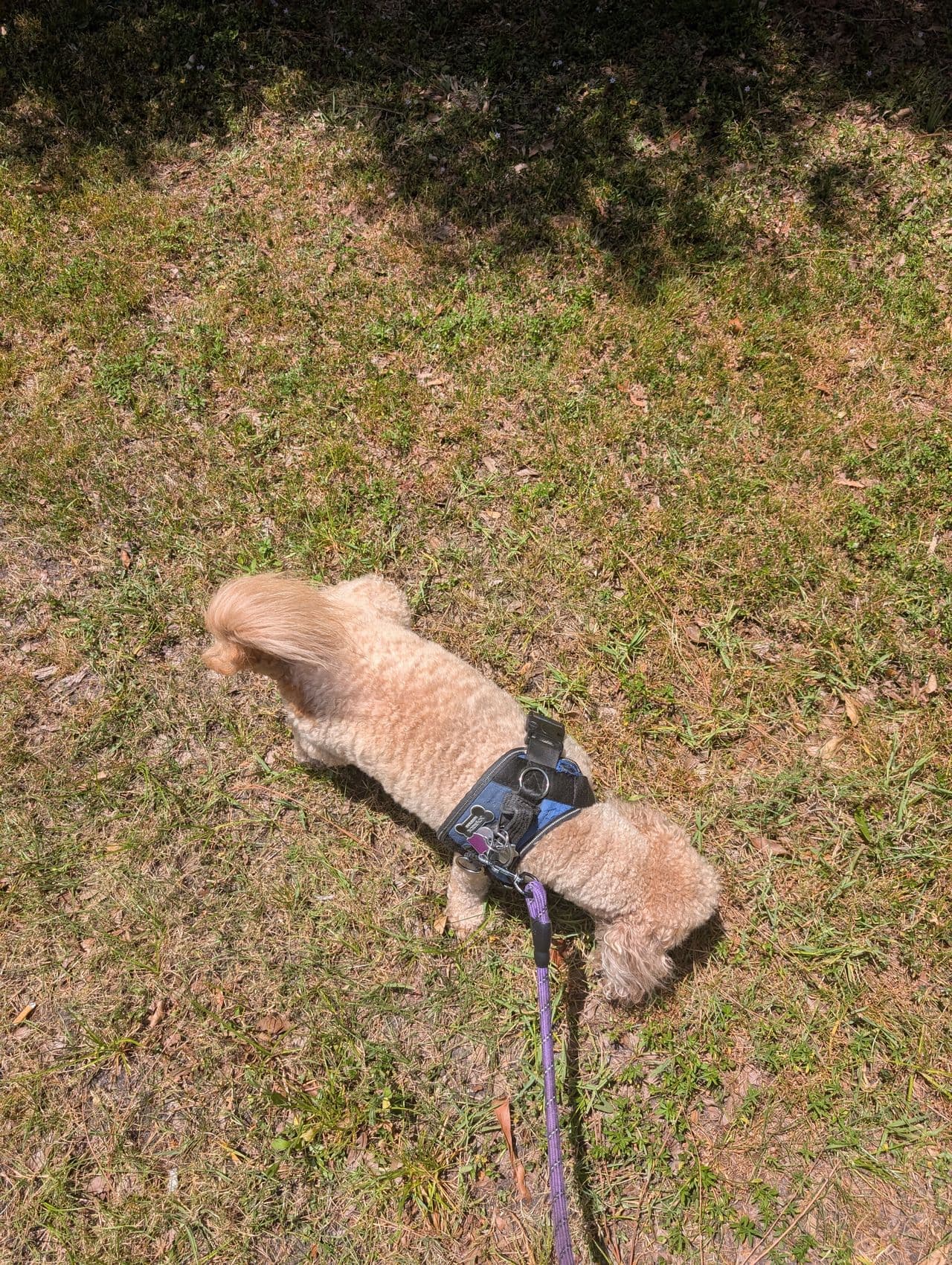 Pet travel photo 3