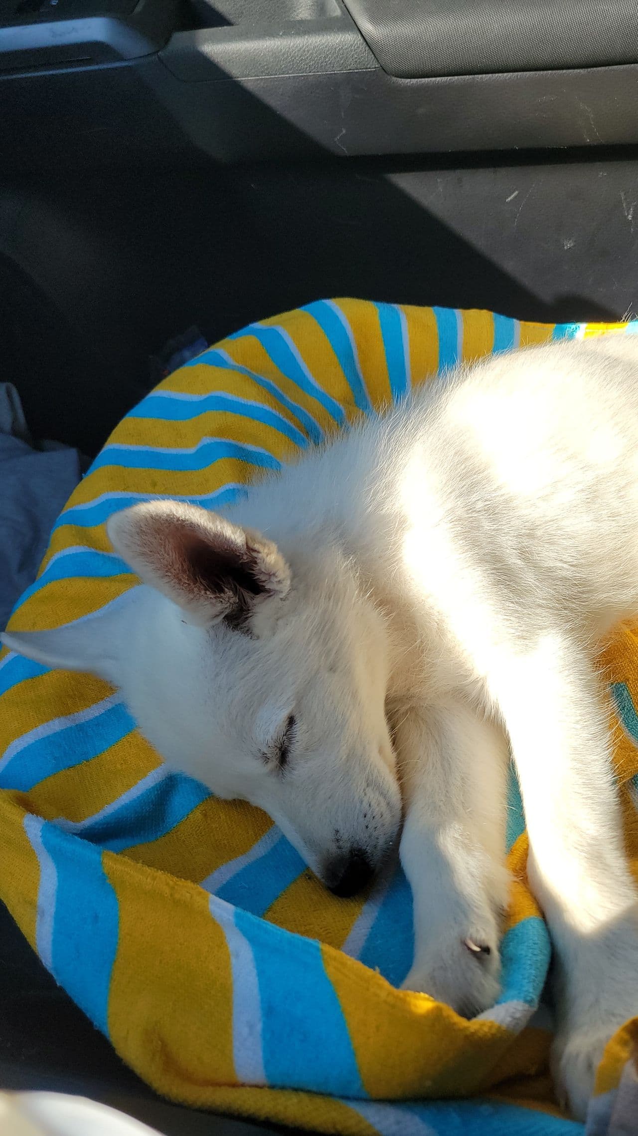 Pet travel photo 6