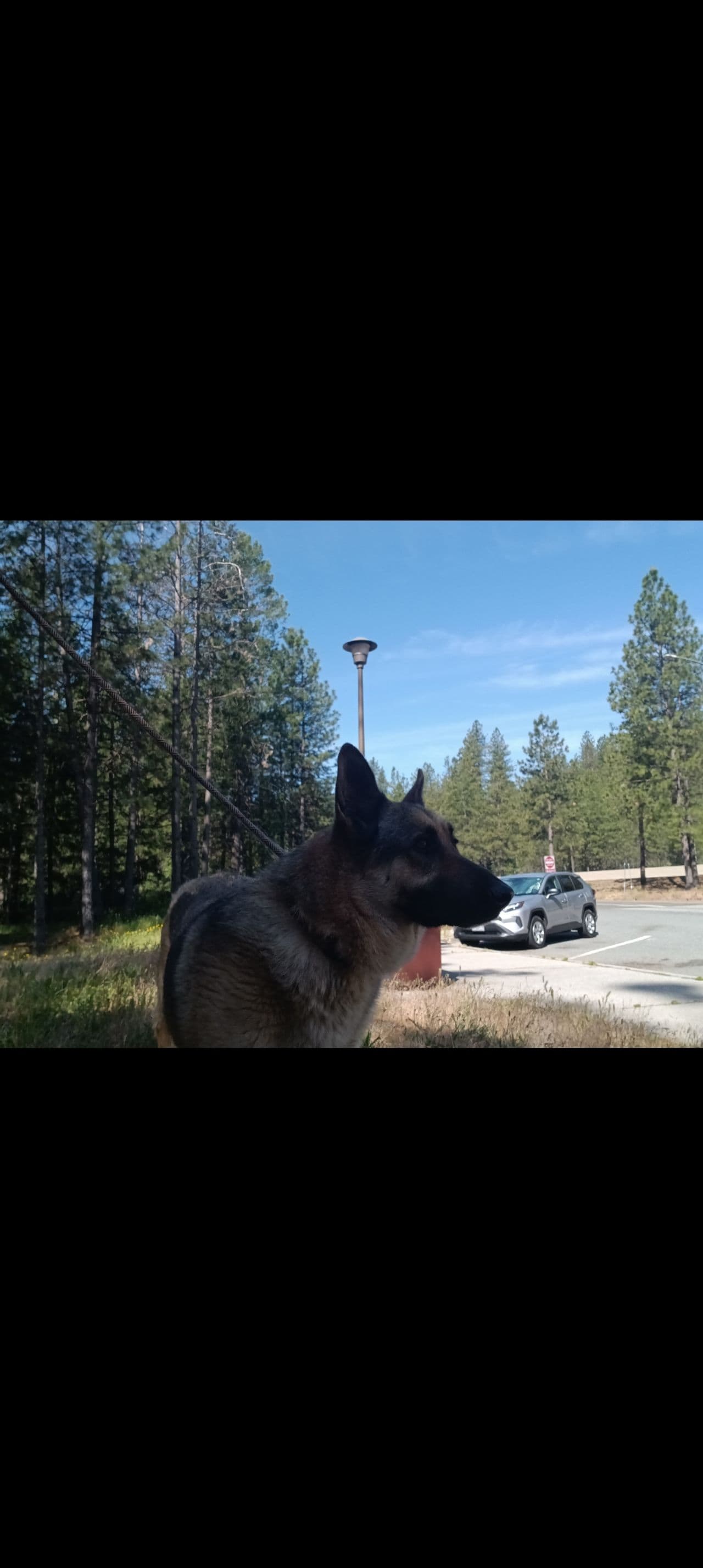 Pet travel photo 3