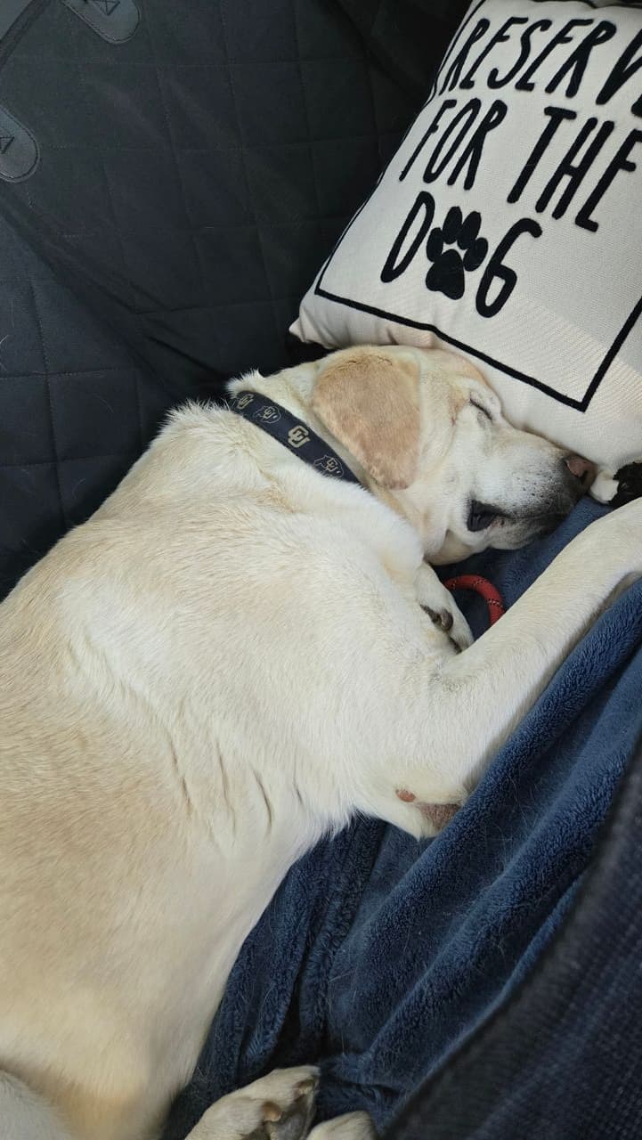 Pet travel photo 6