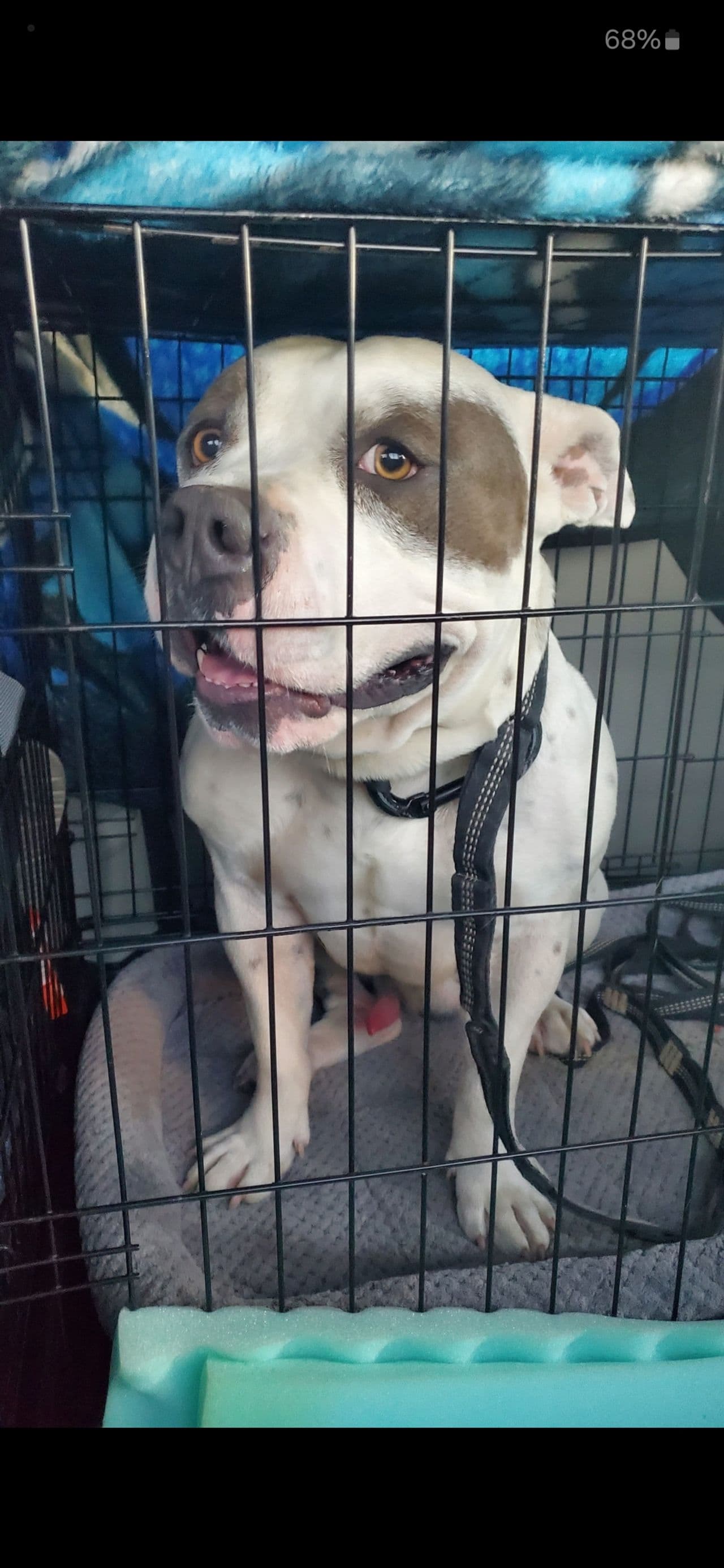 Pet travel photo 3