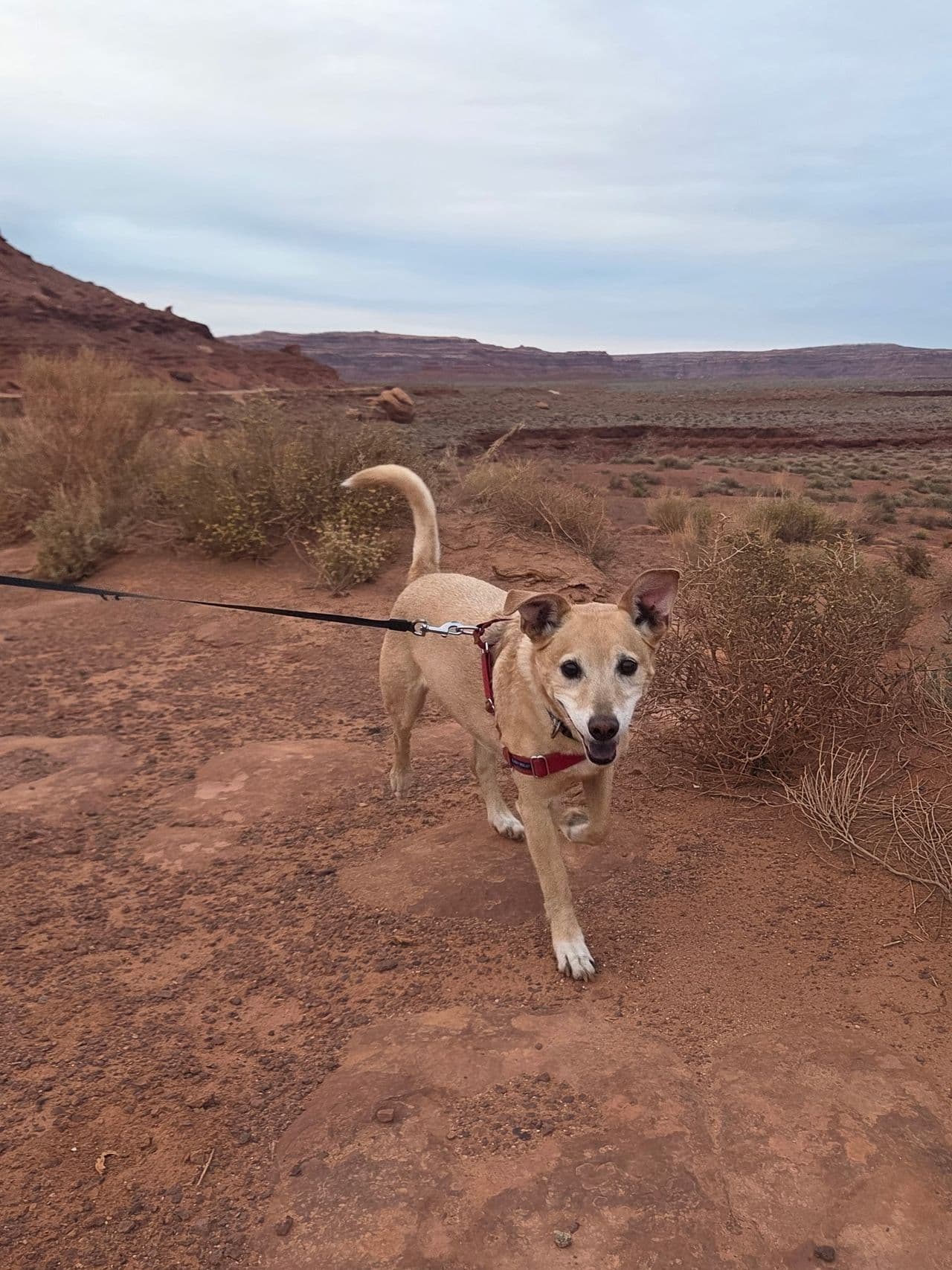 Pet travel photo 2