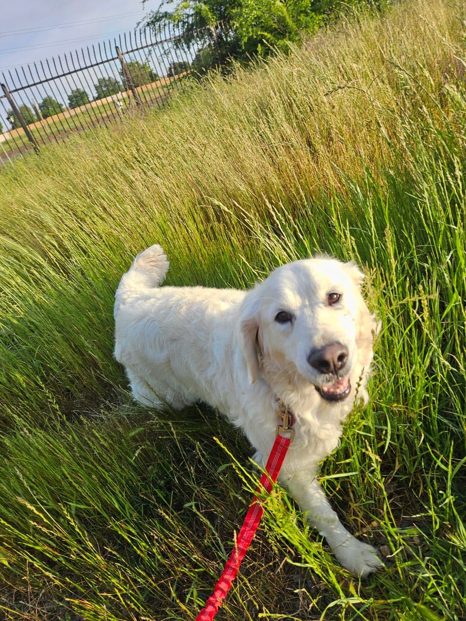 Pet travel photo 2