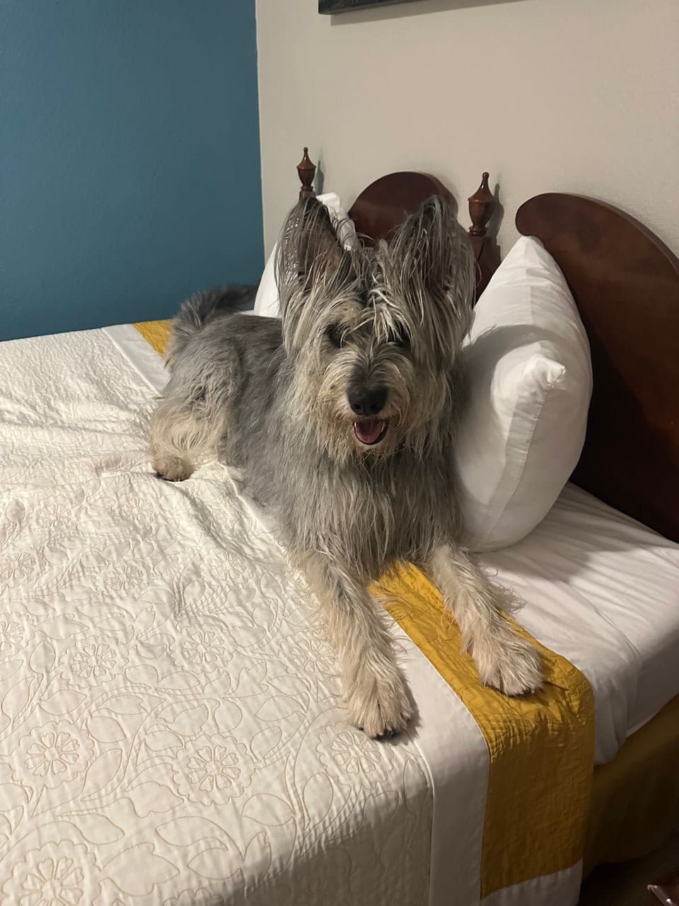 Pet travel photo 5