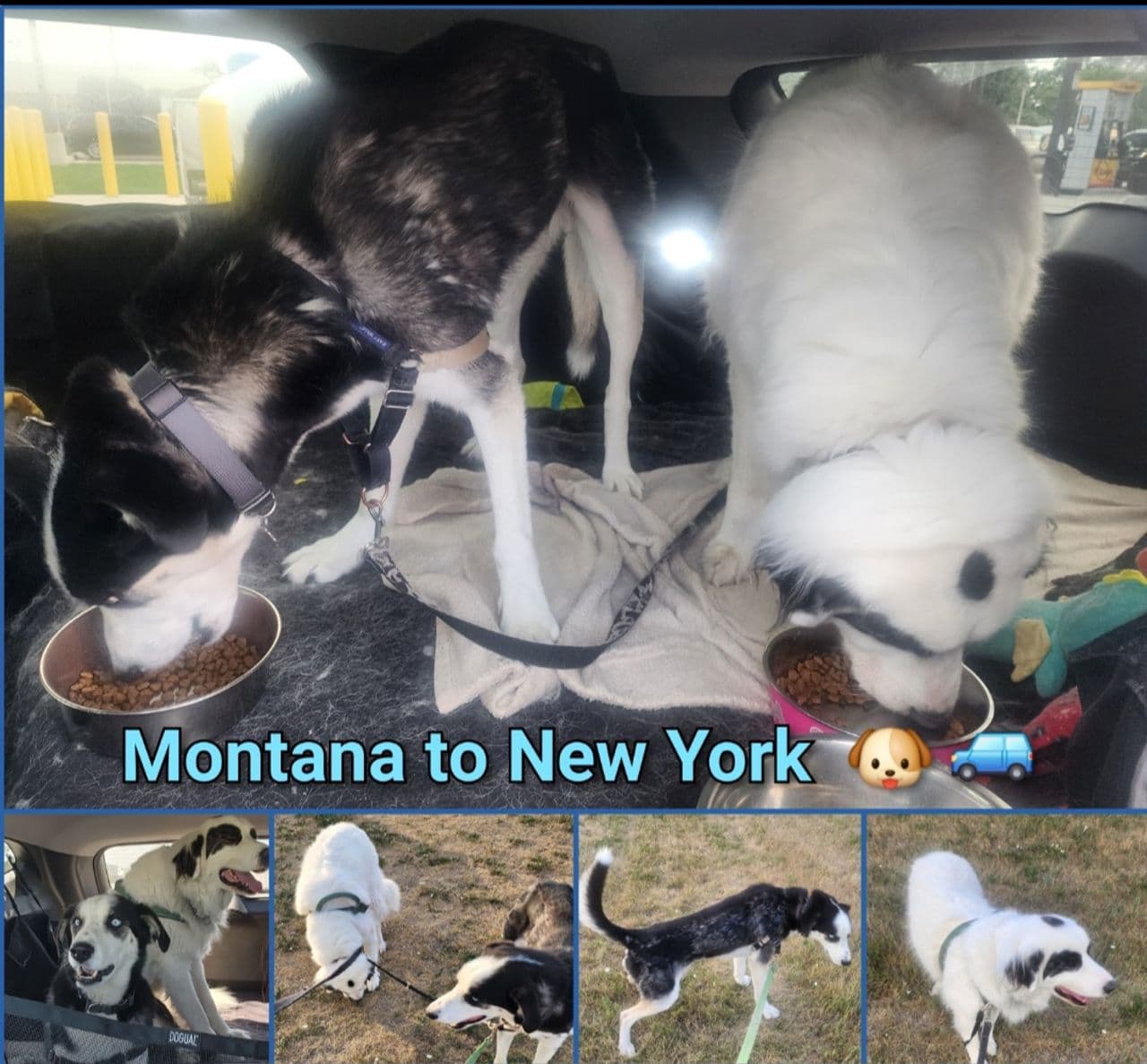 Pet travel photo 4