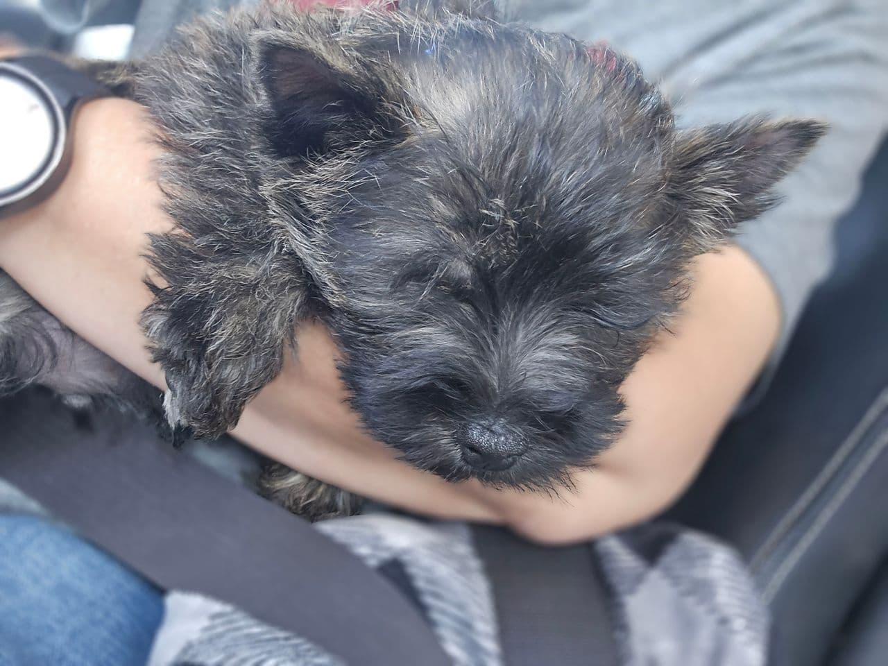 Pet travel photo 1