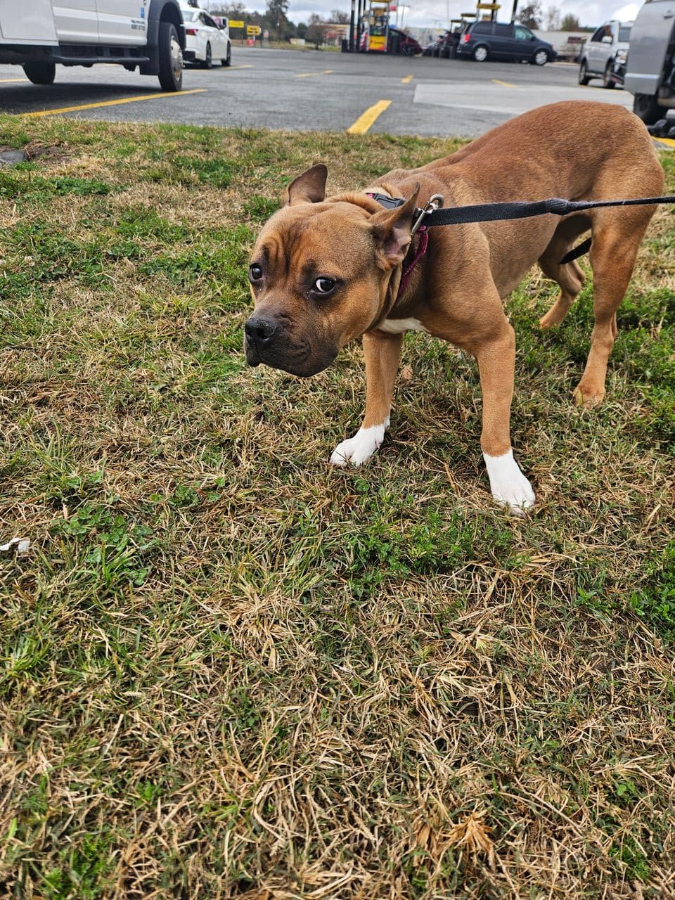 Pet travel photo 6