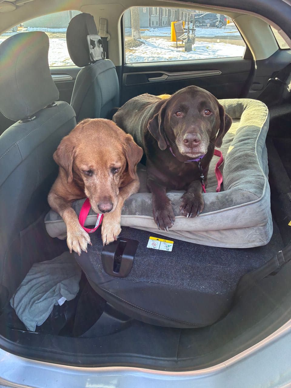 Pet travel photo 1