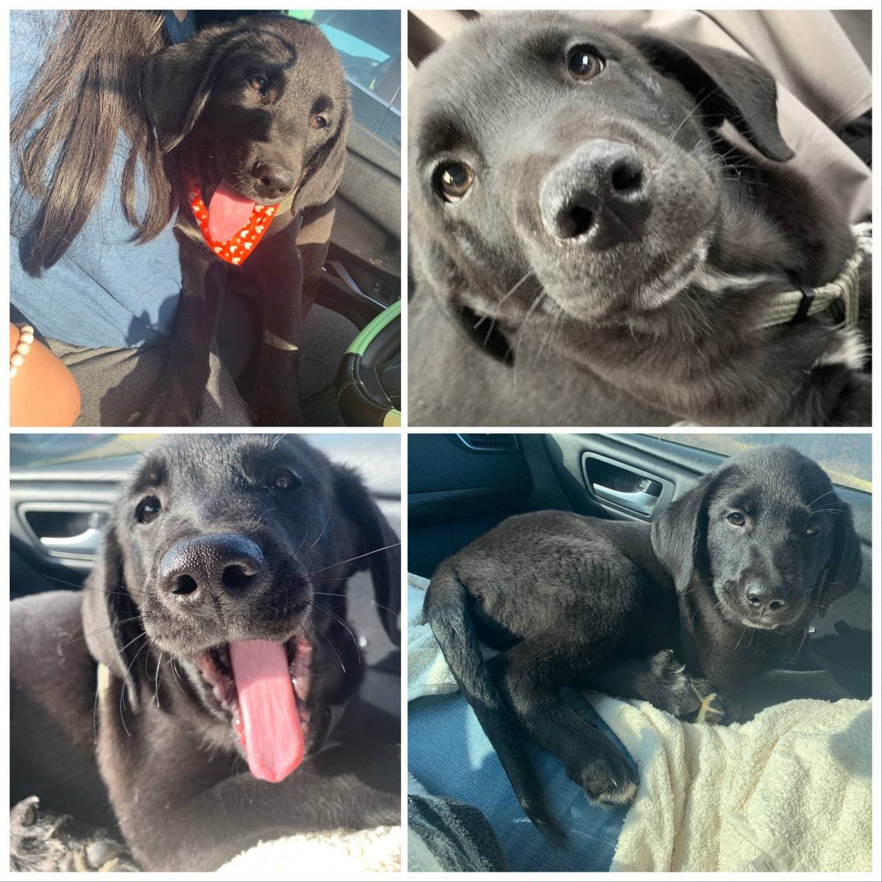 Pet travel photo 3