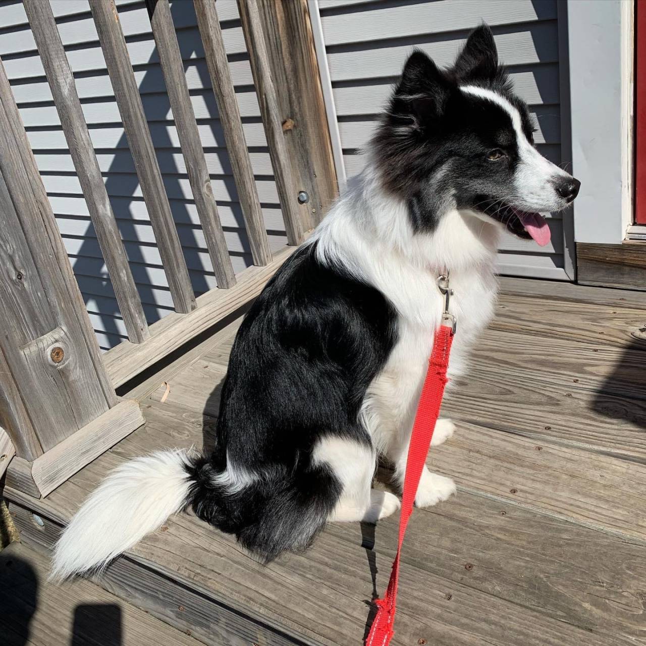 Pet travel photo 3