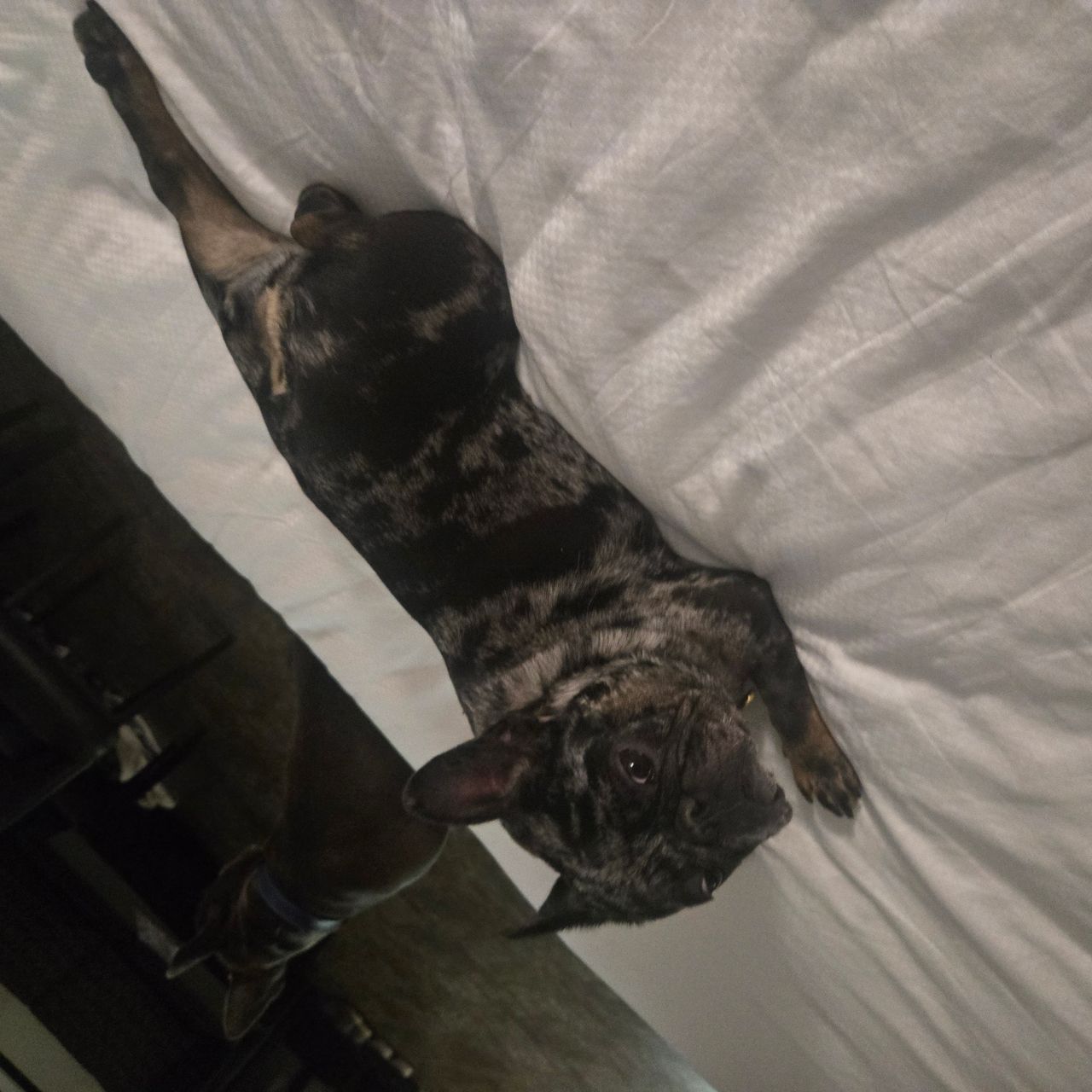 Pet travel photo 5