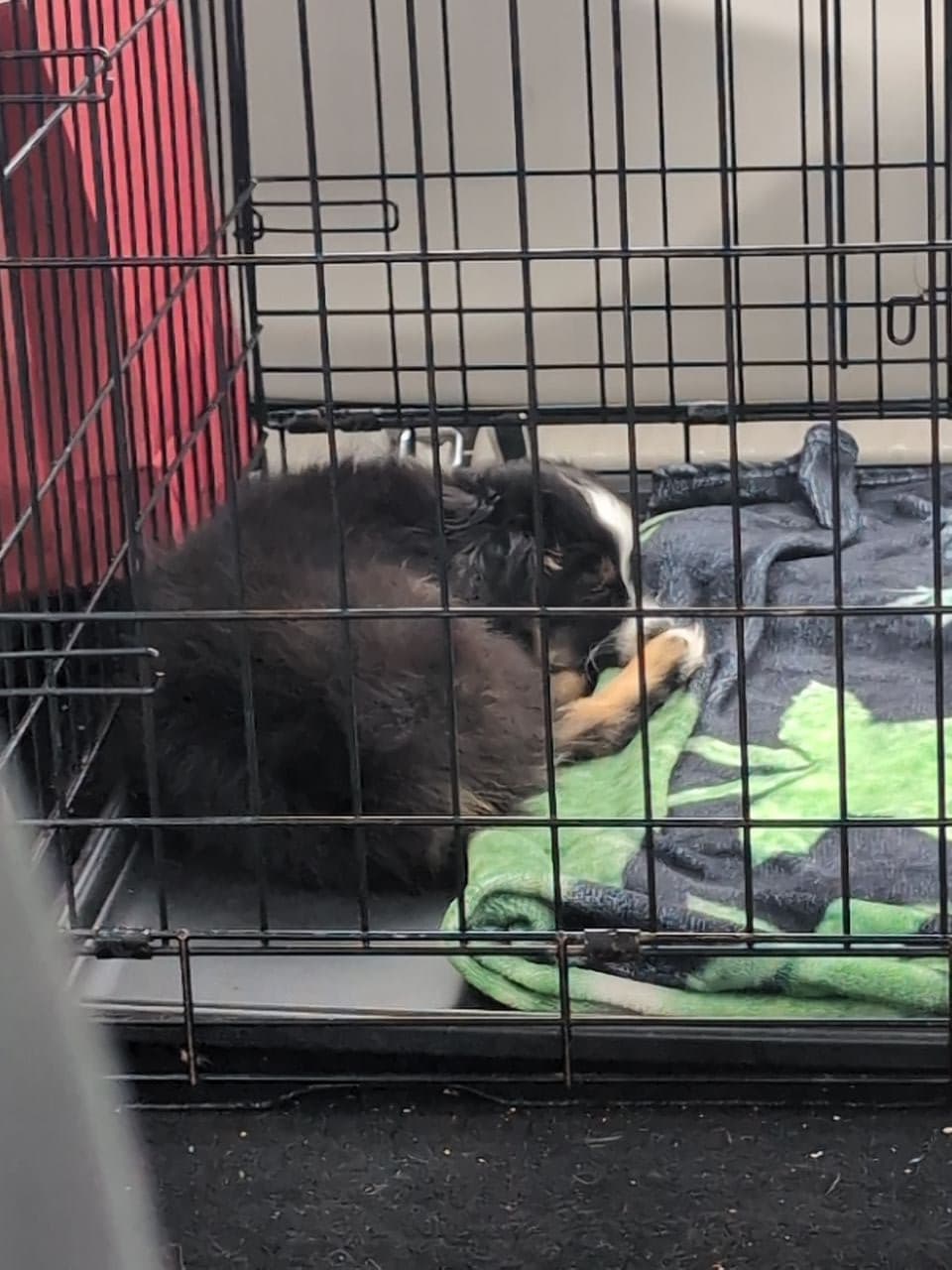 Pet travel photo 2