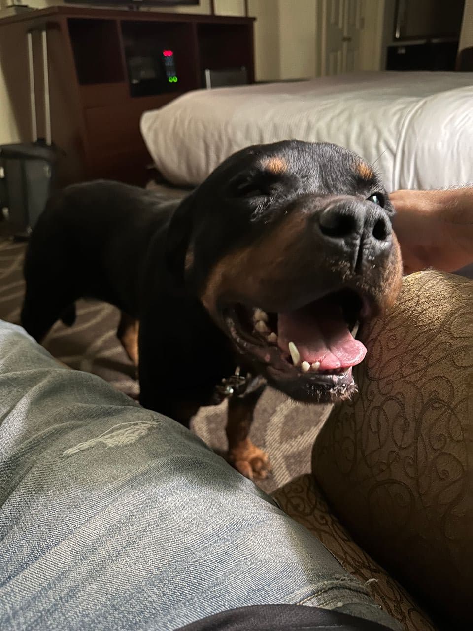 Pet travel photo 6