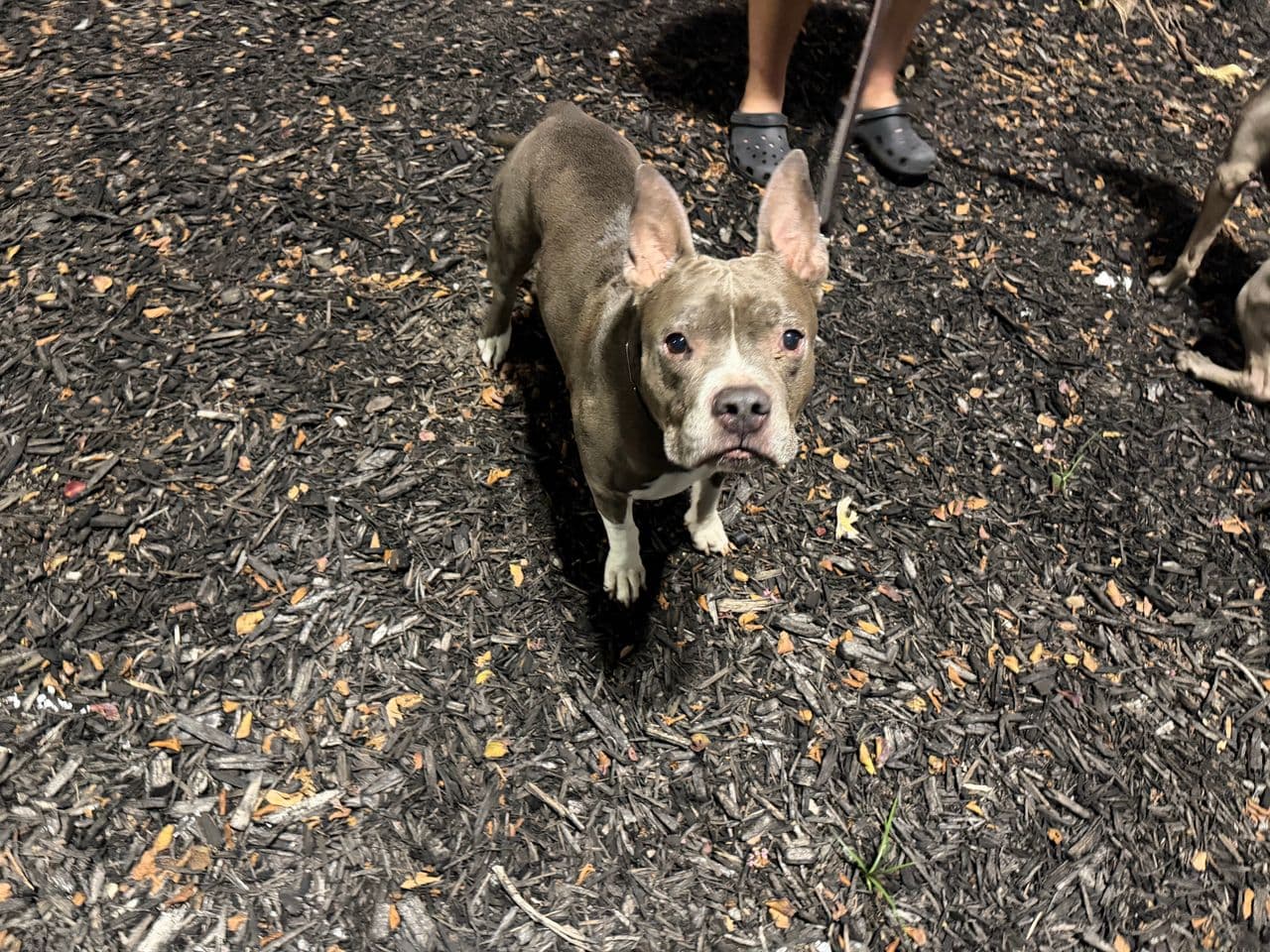 Pet travel photo 1
