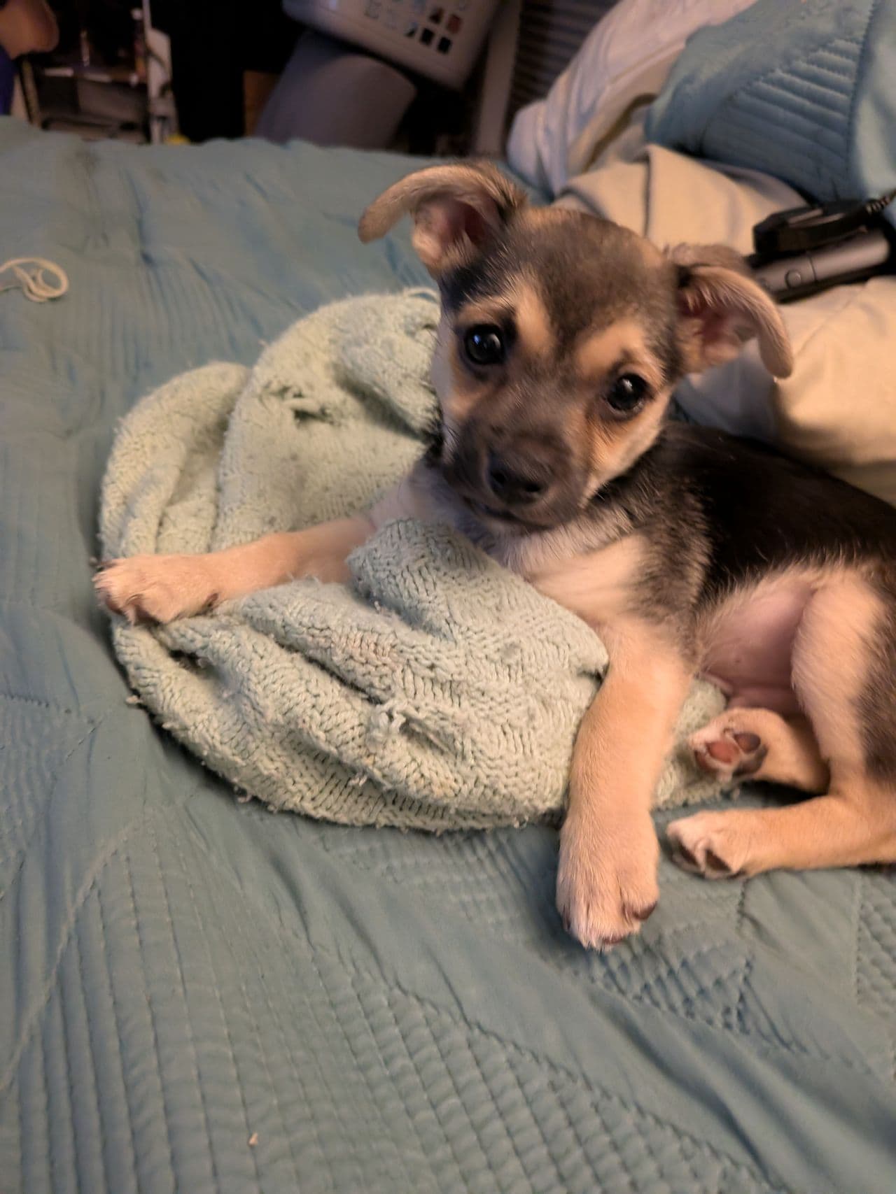 Pet travel photo 1
