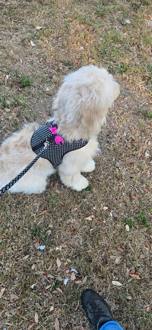 Pet travel photo 3