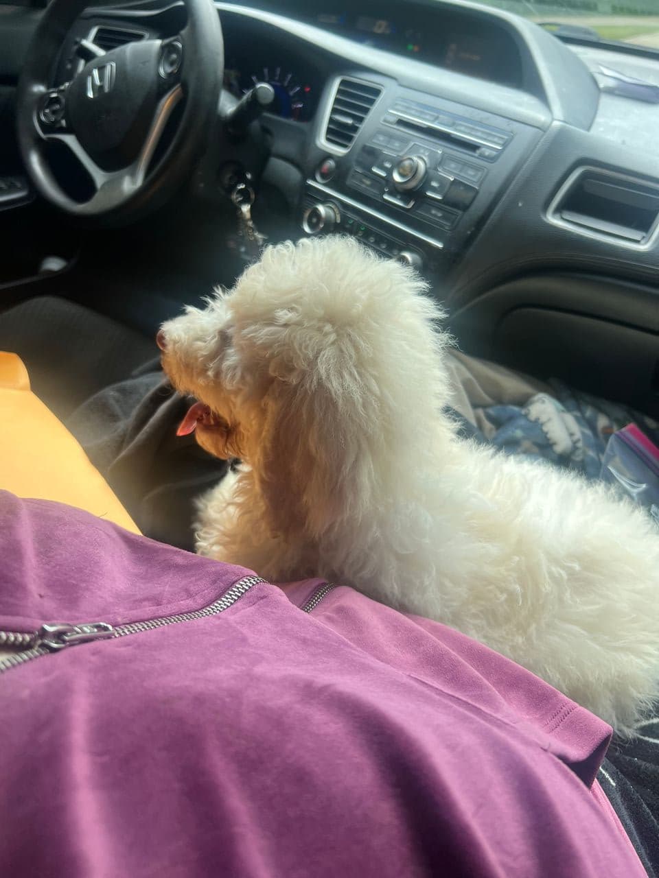 Pet travel photo 3