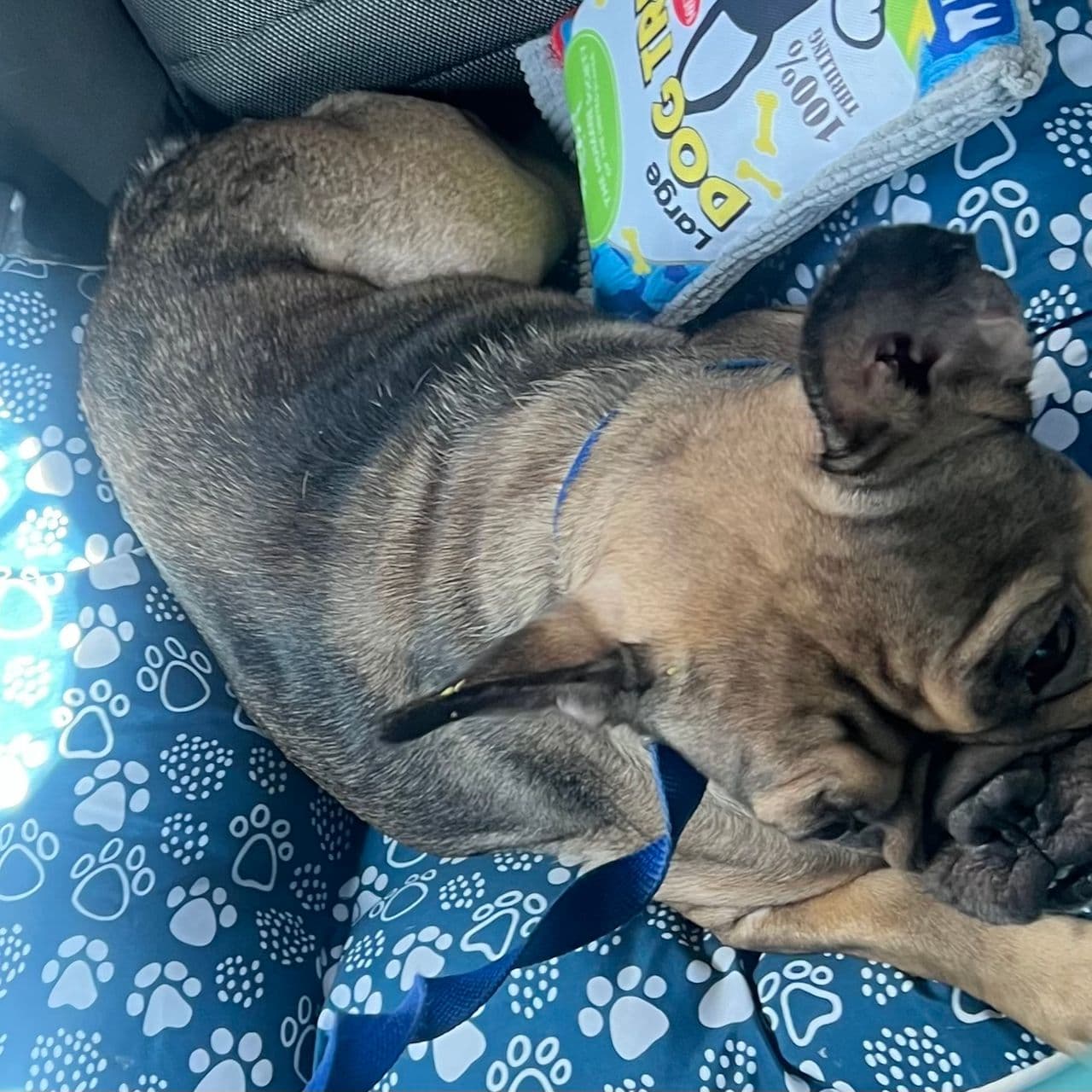 Pet travel photo 2