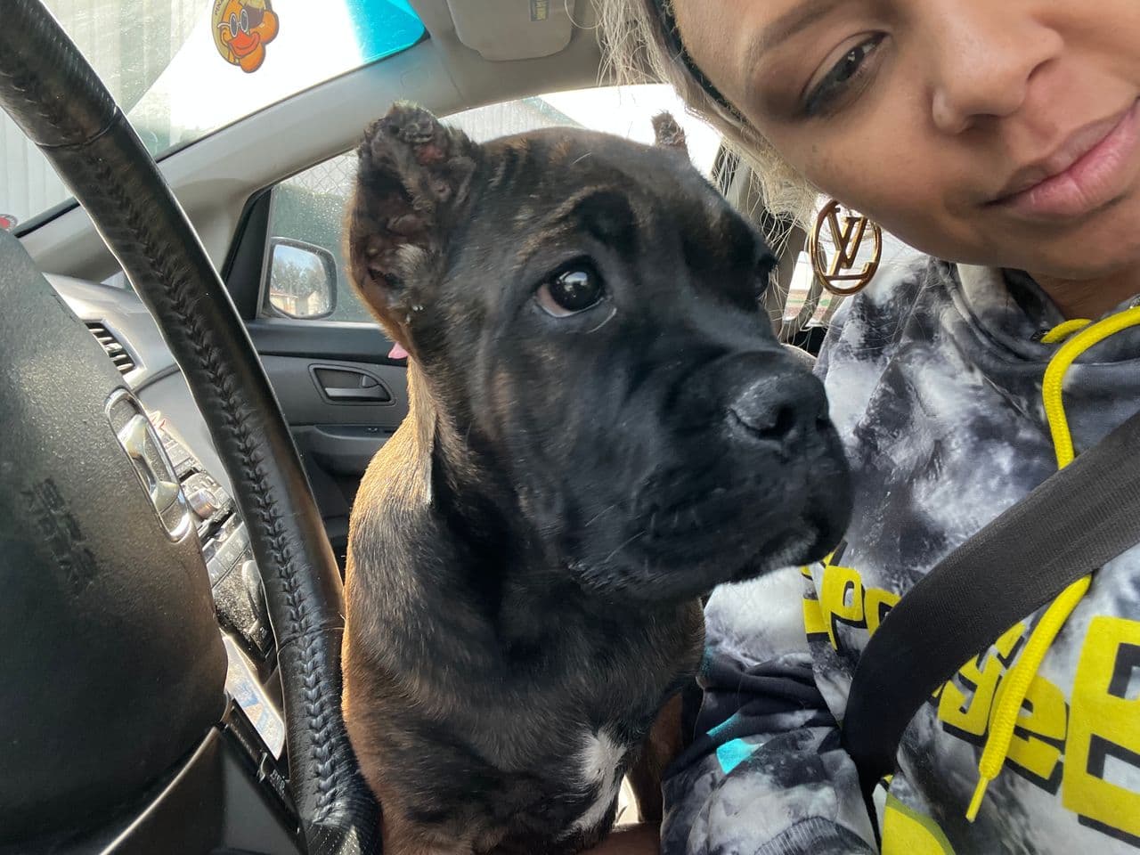 Pet travel photo 5