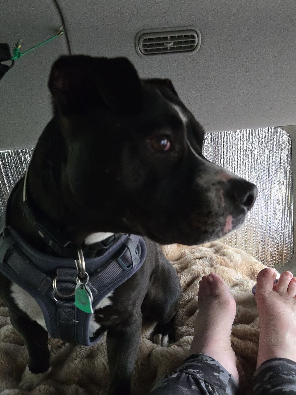 Pet travel photo 2