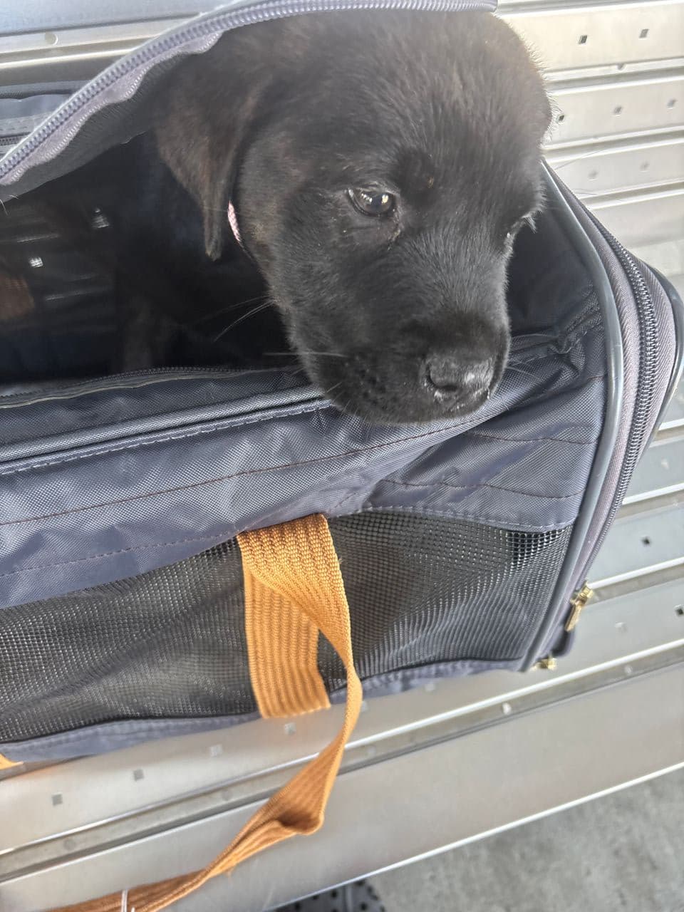 Pet travel photo 1