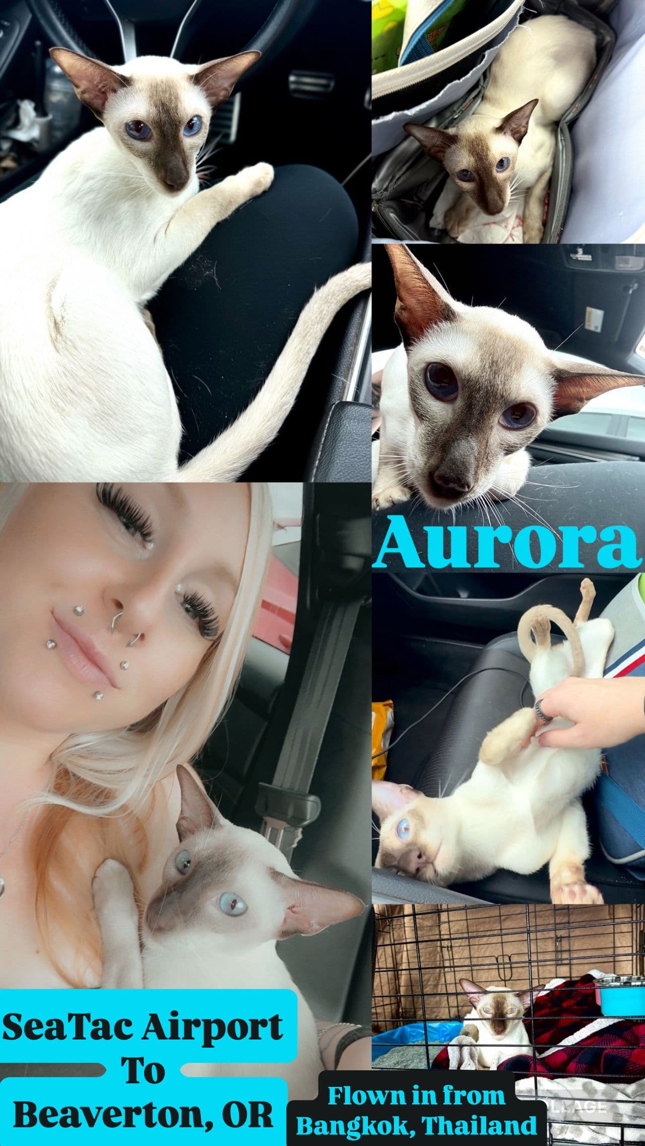 Pet travel photo 2