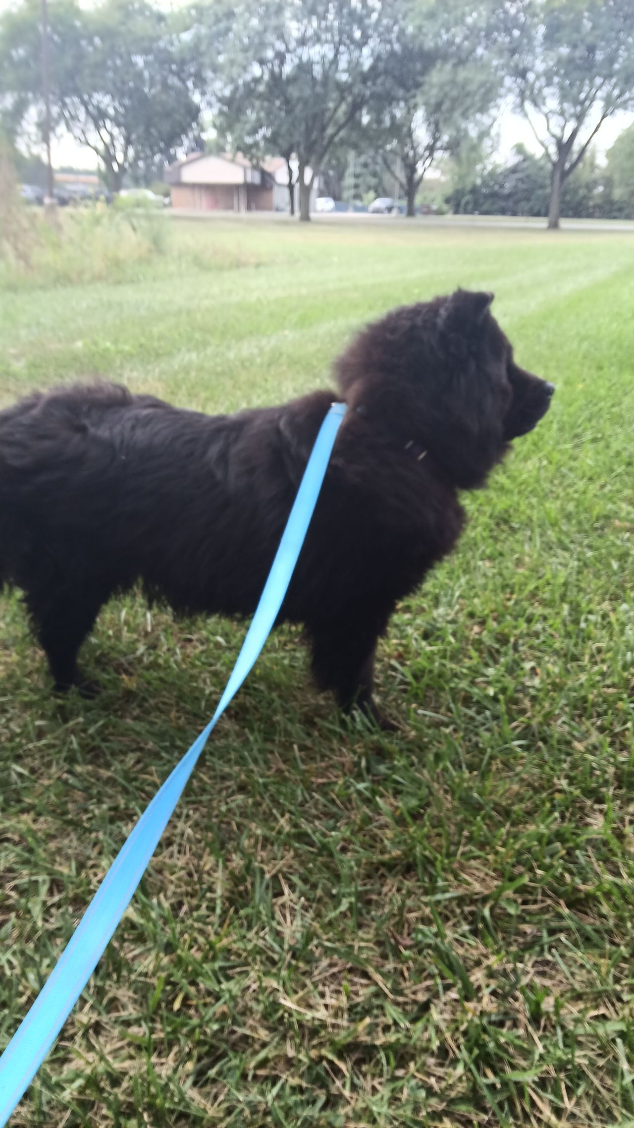 Pet travel photo 2