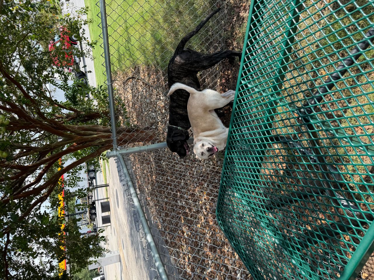 Pet travel photo 3