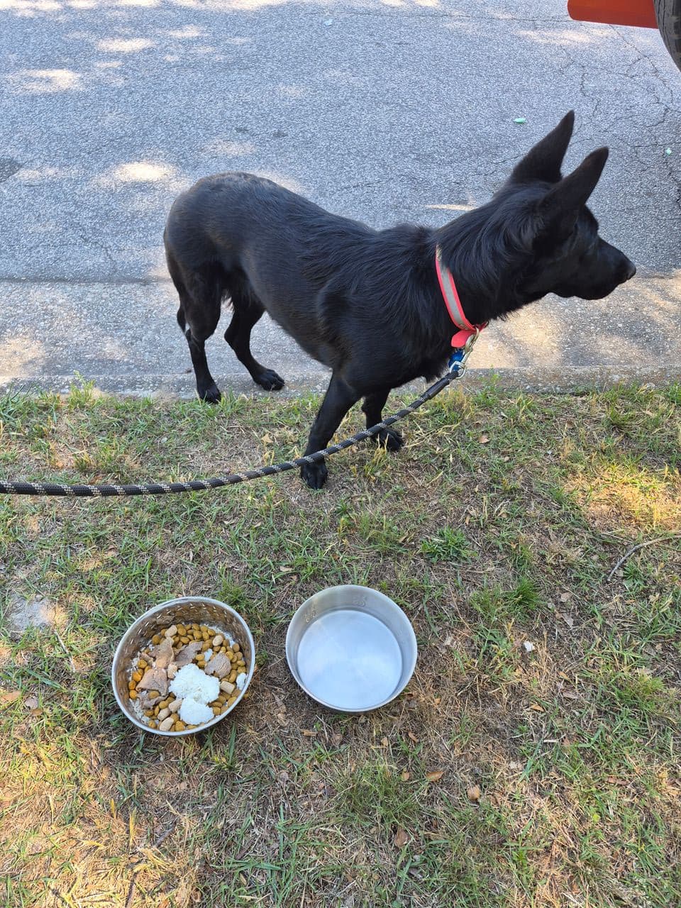 Pet travel photo 6