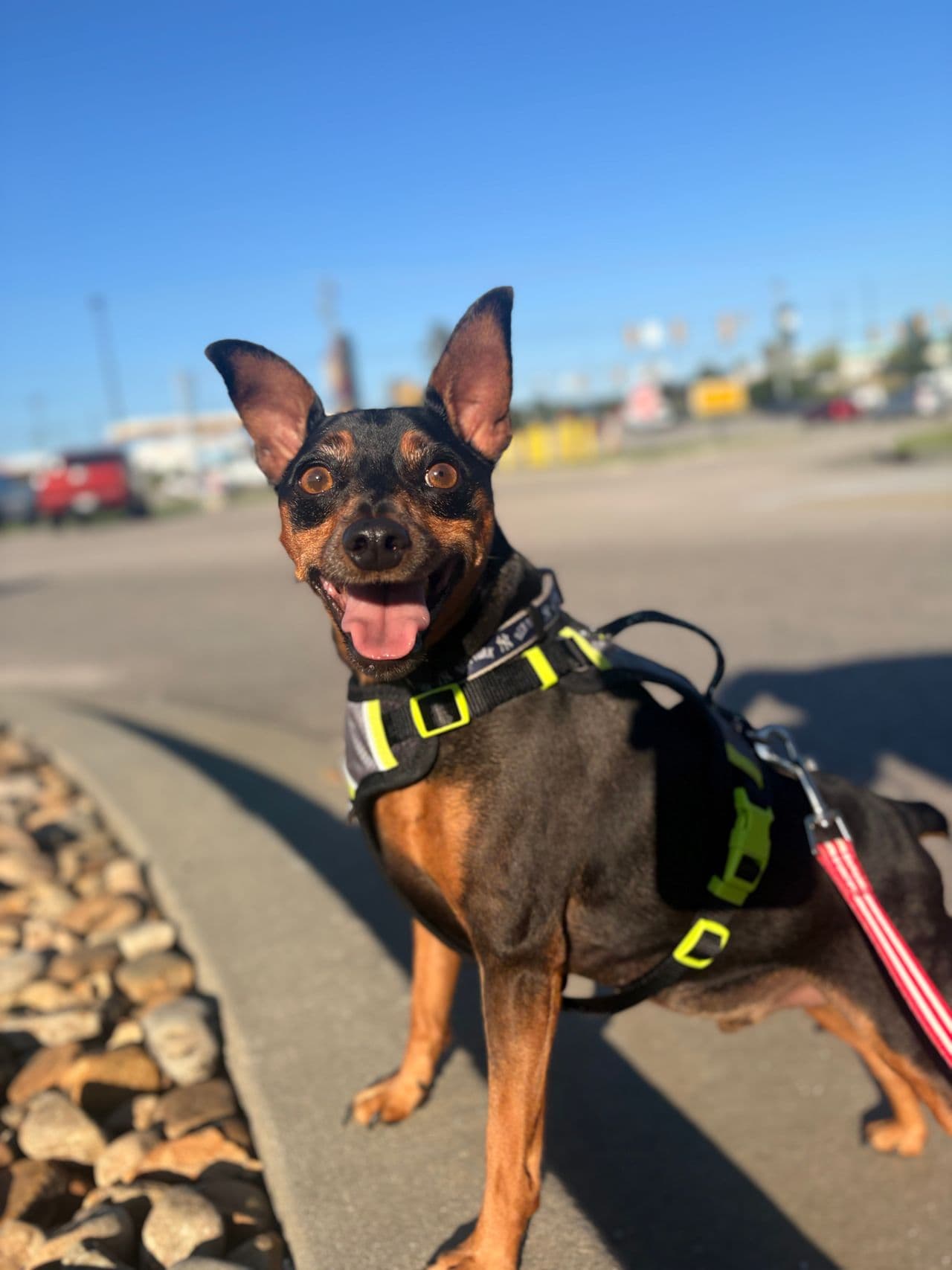 Pet travel photo 2