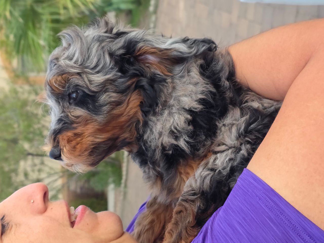 Pet travel photo 1