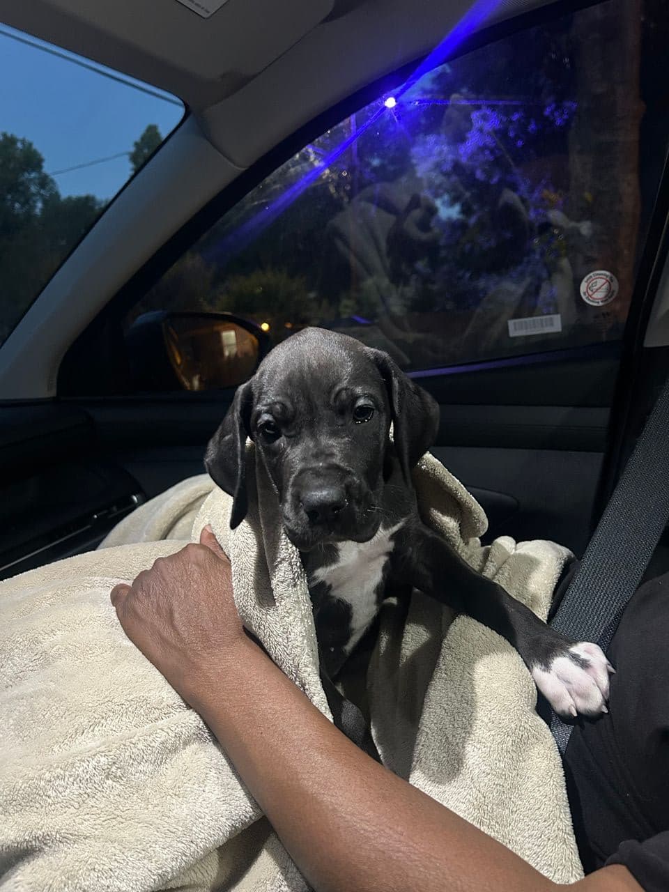 Pet travel photo 5