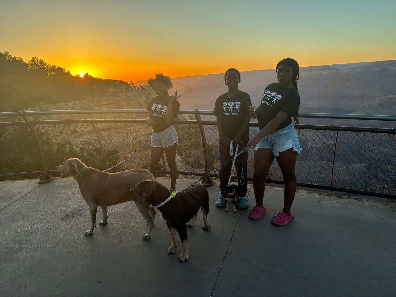 Pet travel photo 4