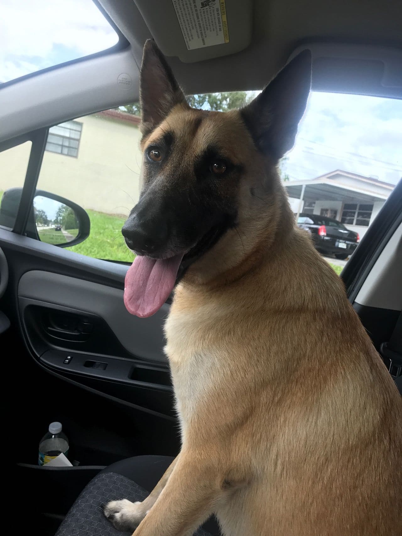 Pet travel photo 5